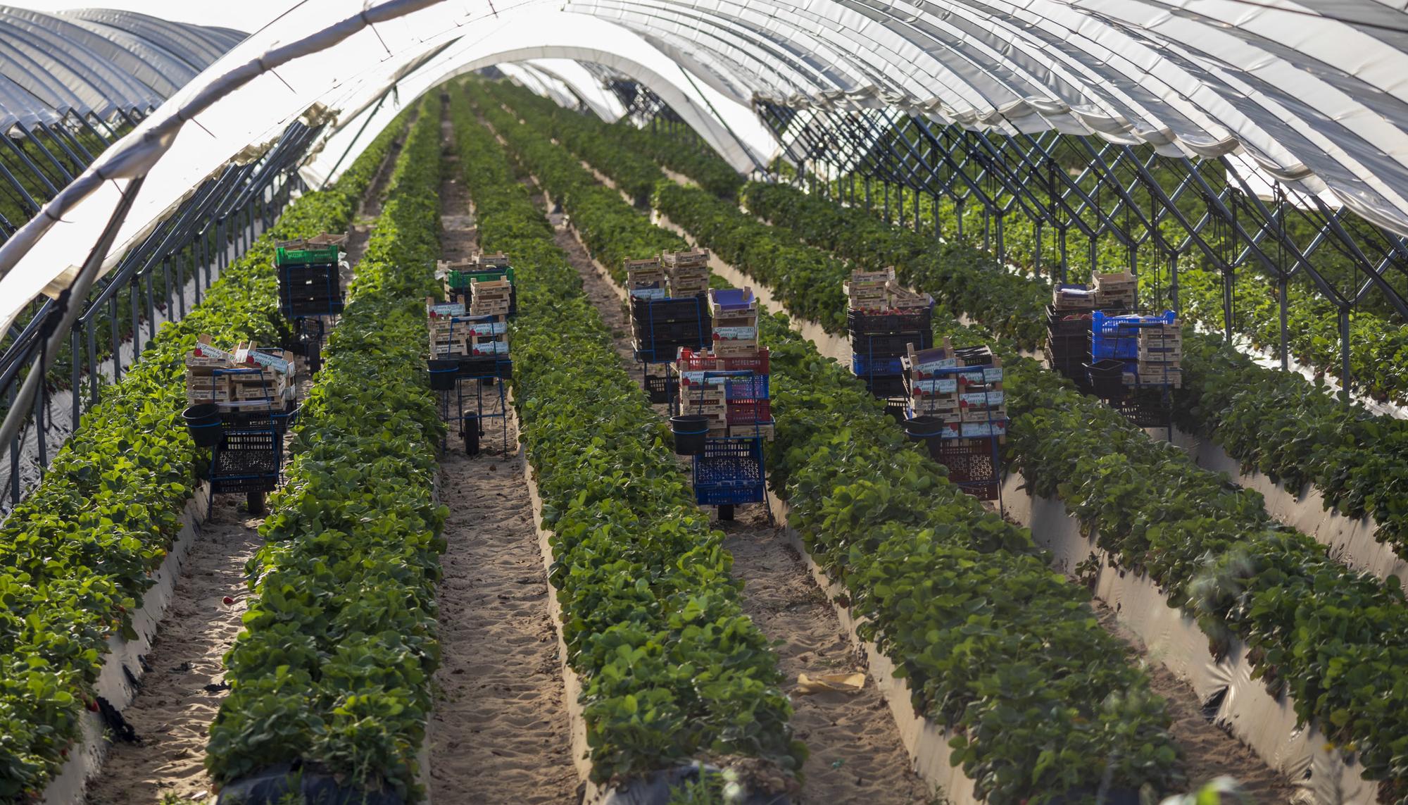 Cultivos de Fresa Huelva Doñana - 8
